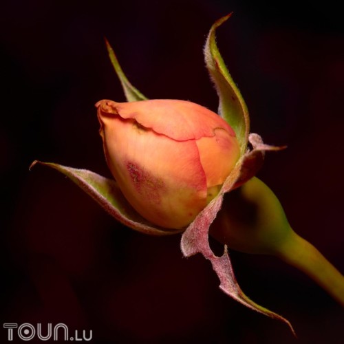 DSC 7752